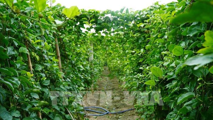 Mô hình trồng chanh dây ngọt của Hợp tác xã Nông nghiệp Kim Ngân Thái Bình, xã Tiểu Cần cho hiệu quả bước đầu. Ảnh: Thanh Hòa - TTXVN