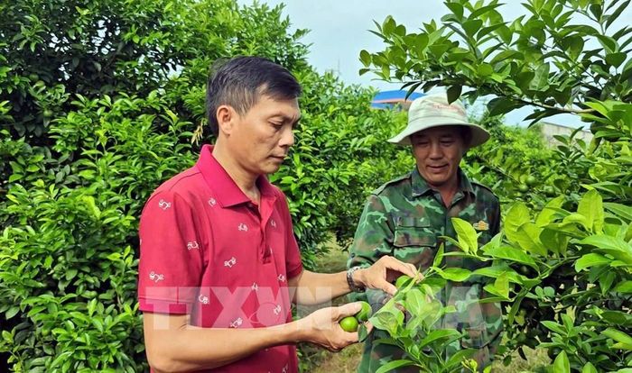 Kiểm tra chất lượng quả chanh trồng tại thôn Phú Lương, xã Bình Ca (Tuyên Quang). Ảnh: Quang Cường - TTXVN