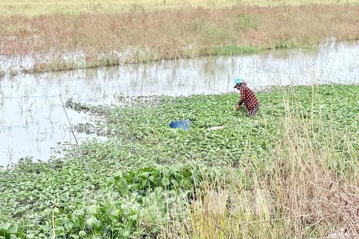 Một phần mặt bằng Khu công nghiệp Vàm Cống đã được bàn giao nhưng nhà đầu tư chưa thể triển khai dự án do còn nhiều vướng mắc. Ảnh: Thanh Sang - TTXVN