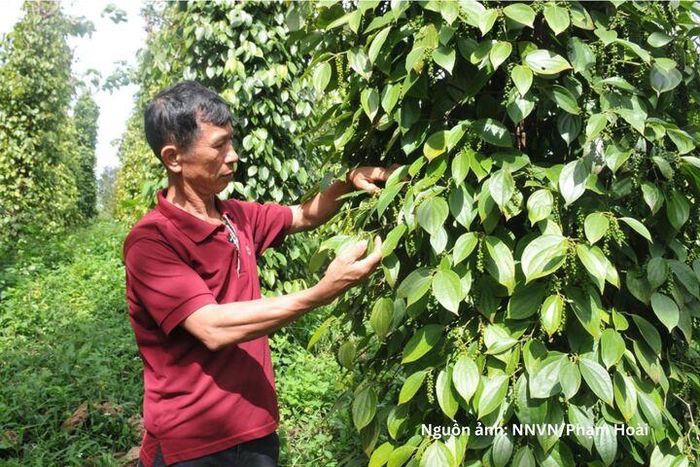 Nông dân ở Lâm Đồng phát triển hiệu quả hồ tiêu theo hướng hữu cơ.