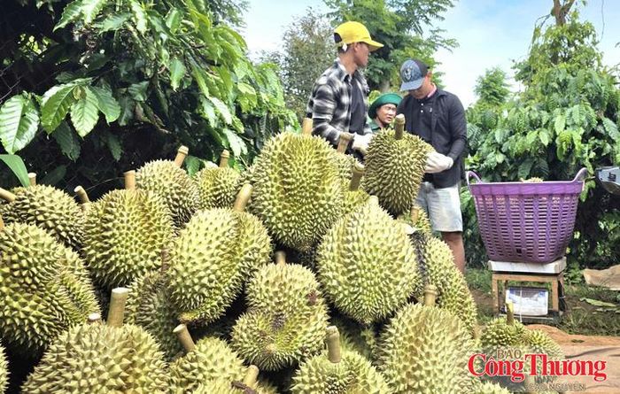 Đắk Lắk - "thủ phủ" sầu riêng trên đất Tây Nguyên