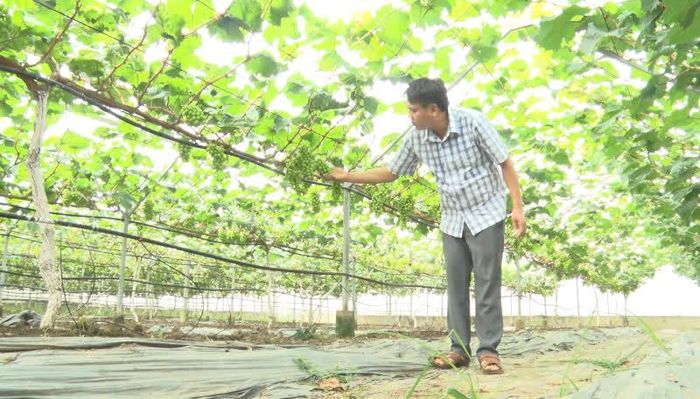 Mô hình trồng nho của HTX Dịch vụ nông nghiệp Thiệu Hưng.