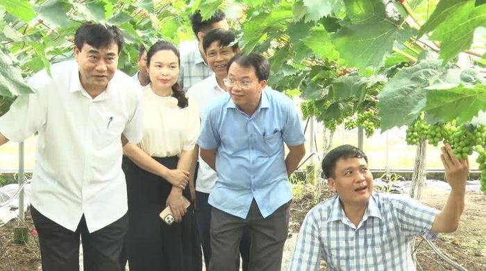 Lãnh đạo Hội Nông dân tỉnh và xã Thiệu Hóa thăm mô hình trồng nho của HTX Dịch vụ nông nghiệp Thiệu Hưng.