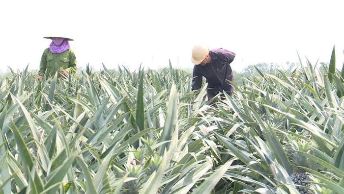Mô hình trồng dứa tại xã Xuân Hòa.