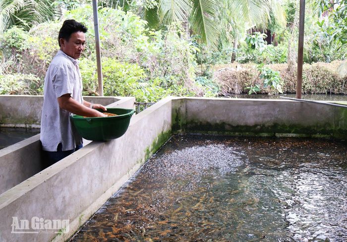 Người dân ấp Hòa Đông, xã Đông Hòa cho lươn ăn, chờ giá tăng. Ảnh: THÙY TRANG