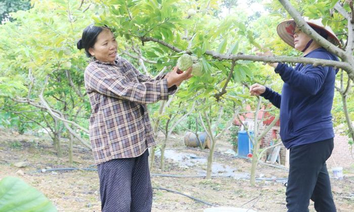  Bà Trần Thị Hương (bên trái), thôn Chùa, xã Nghĩa Phương thu hoạch na. 