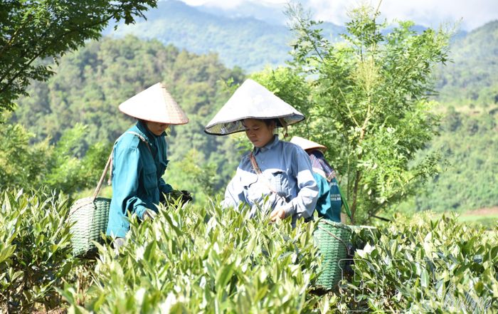 Người lao động Công ty TNHH Trà Phan Nhất thu hoạch chè.