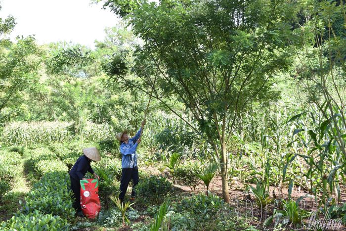 Sau 3 năm trồng trên đất Mường Lạn, cây hoa hòe của Công ty TNHH Trà Phan Nhất đã cho thu hoạch.