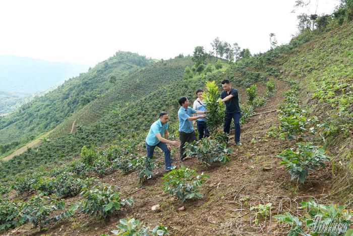 Lãnh đạo xã Búng Lao kiểm tra cây mắc ca trồng xen cà phê.
