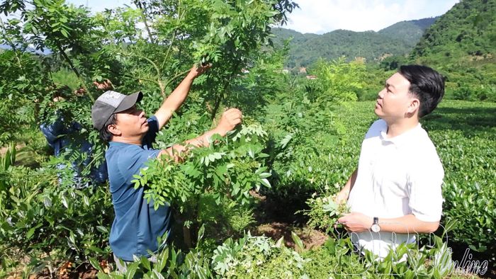 Ông Phan Trọng Nhất, Giám đốc Công ty TNHH Trà Phan Nhất giới thiệu cây dược liệu hoa hòe trồng xen diện tích chè.