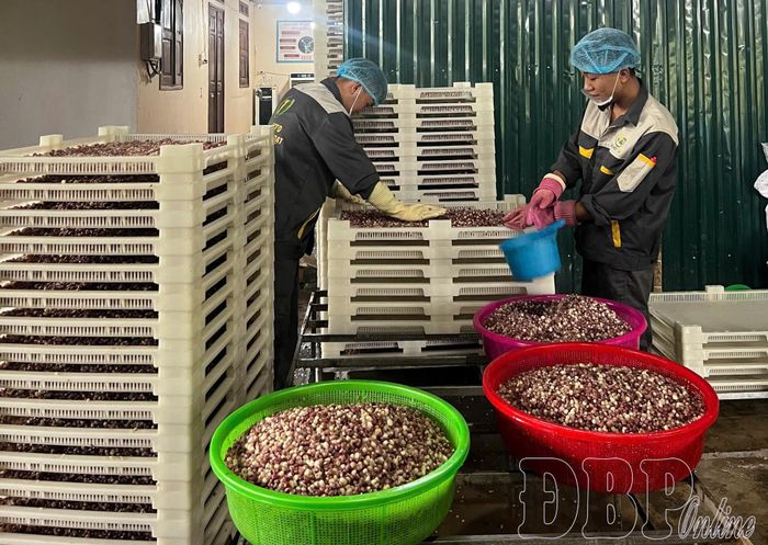 Sản phẩm Ngô nếp tím vị xóc mắm cay của HTX Tiến Đạt là 1 trong 3 sản phẩm hợp tác xã tiêu biểu năm 2026 của tỉnh Điện Biên.