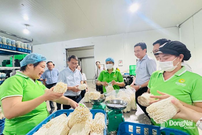 Đoàn làm việc và khảo sát hoạt động sản xuất nấm tại Công ty TNHH xuất nhập khẩu Kinoko Long Khánh (phường Bảo Vinh). Ảnh: Tố Tâm