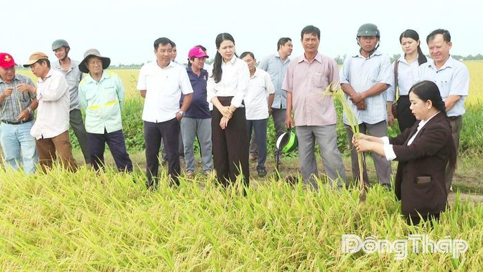 Lãnh đạo UBND xã Tân Hồng và nông dân cùng tham quan Mô hình “Canh tác lúa chất lượng cao và phát thải thấp gắn với tăng trưởng xanh" tại Hợp tác xã Dịch vụ nông nghiệp Thành Lập.