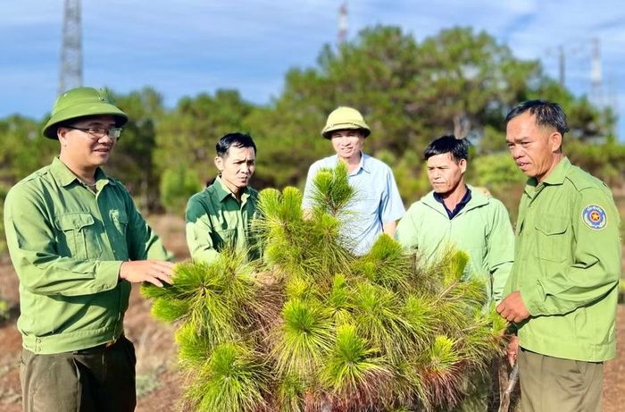  Bên cạnh việc kiện toàn bộ máy tổ chức sau sáp nhập, các đơn vị còn được giao nhiệm vụ xây dựng đề án trồng rừng gắn với chiến lược phát triển rừng bền vững; nâng cao tỷ lệ che phủ rừng. Ảnh: Minh Phương 