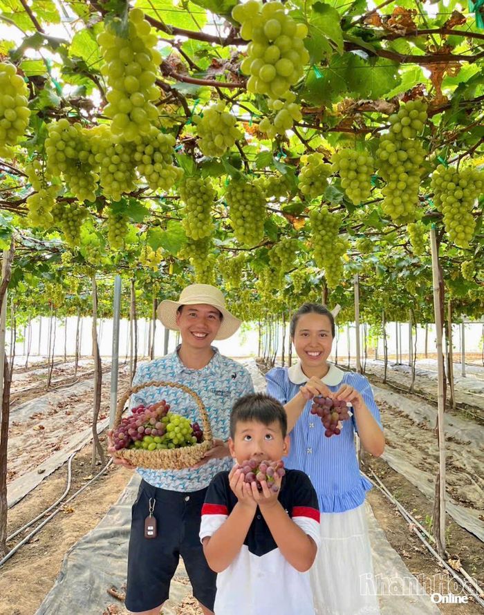 Du khách hái, thưởng thức nho tại vườn nho Hoàng Yến 1 (xã Ninh Phước). Ảnh: THANH XUÂN