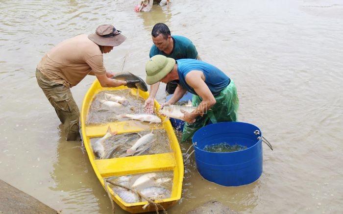 Nuôi cá lồng trên các hồ chứa được định hướng phát triển gắn với bảo vệ môi trường, nâng cao thu nhập cho người dân.