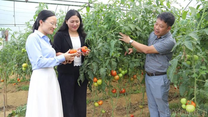 Đoàn công tác kiểm tra tình hình sản xuất nông nghiệp công nghệ cao trên địa bàn phường Sa Pa.