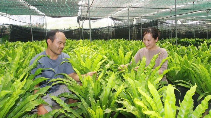 Vợ chồng anh Trần Đức Hiếu và chị Nguyễn Ngọc Quỳnh Như tiên phong trồng lá, cành cung cấp cho các shop hoa