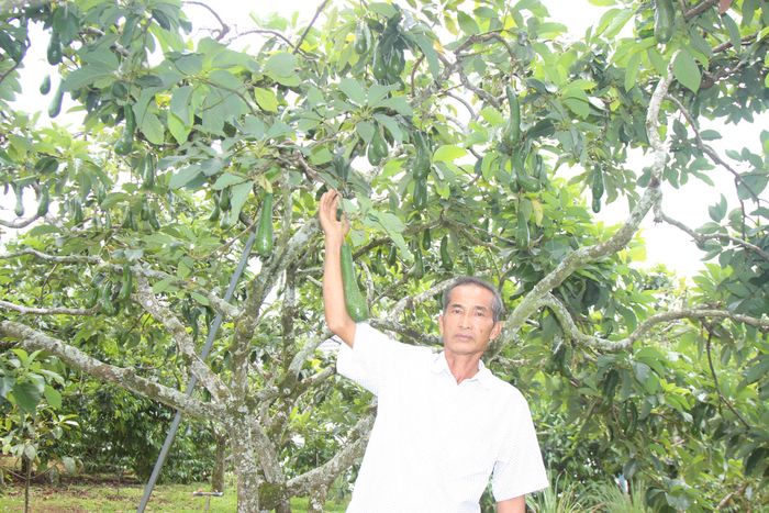 Những vườn bơ trĩu quả ở xã Bảo Lâm 1