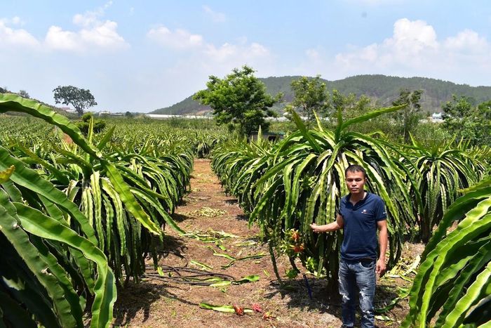 Giống thanh long ruột trắng chất lượng cao đang đưa vào kế hoạch phục tráng