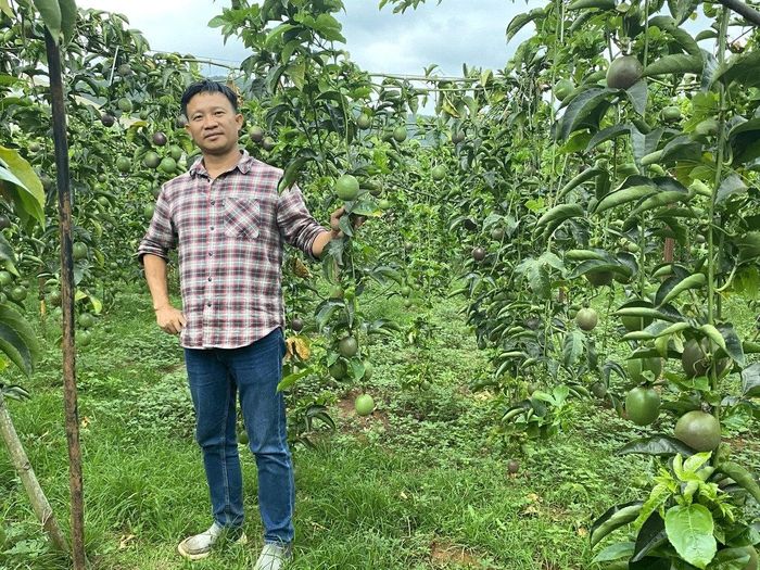 Chanh dây - cây ăn trái nhiều tiềm năng và thế mạnh để phát triển
