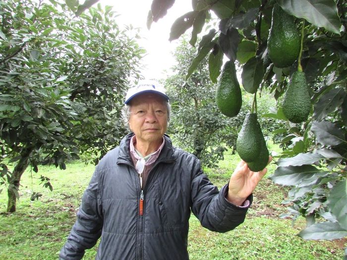 Chỉ mở rộng diện tích cây bơ tại những vùng sinh thái phù hợp