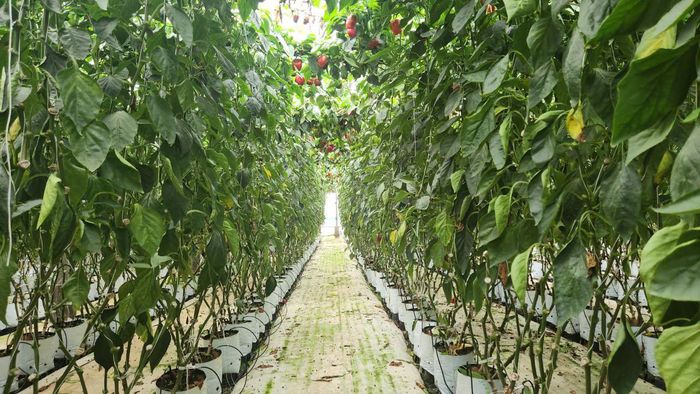 Đức Trọng xác định nông nghiệp công nghệ cao là chìa khóa then chốt để nâng cao giá trị sản phẩm và cải thiện đời sống nhân dân