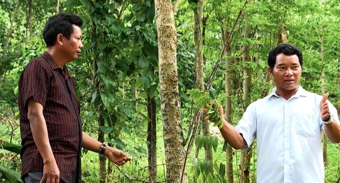 Già làng Huỳnh Văn Ru (bên phải) trồng thêm cây gió bầu phát triển kinh tế gia đình