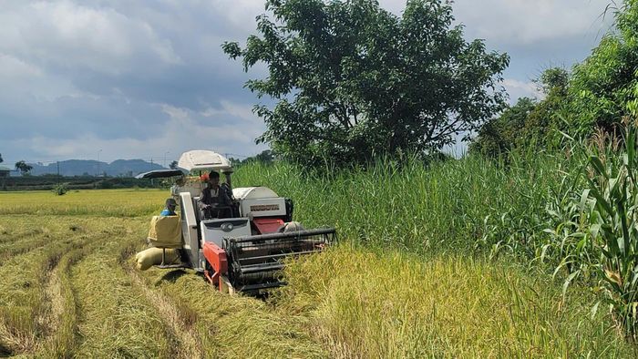 Nông dân xã Cát Tiên 3 khẩn trương thu hoạch lúa hè thu