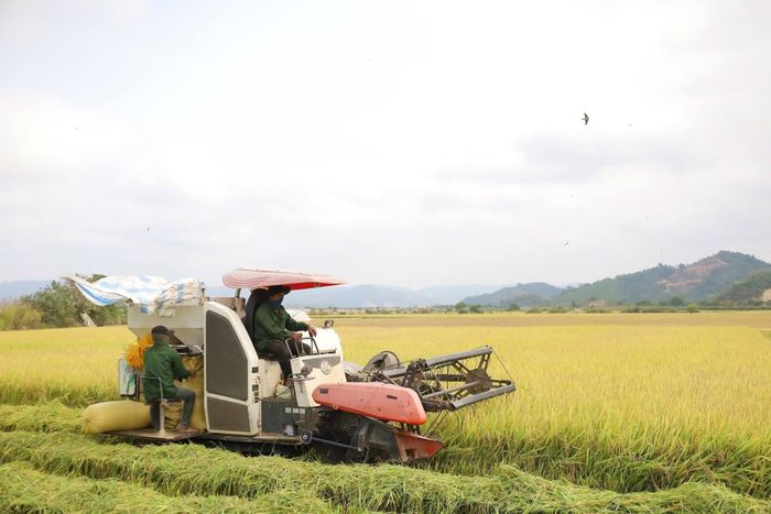 Xã Cát Tiên 3 chỉ đạo ưu tiên thu hoạch những diện tích lúa đã chín từ 80 - 85% trở lên