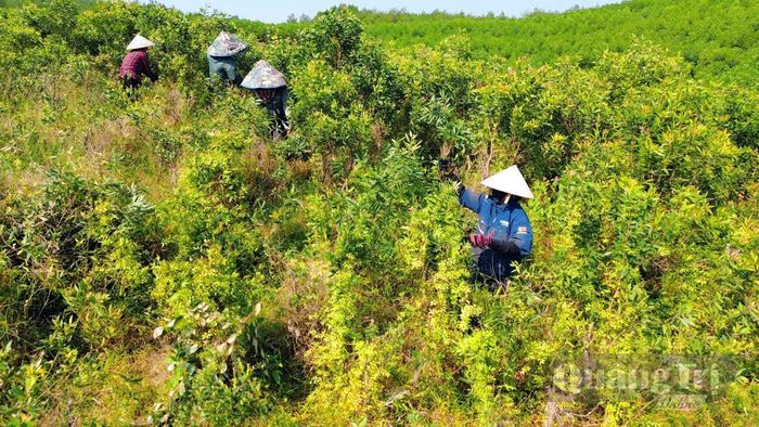Chủ động nguồn nguyên liệu giúp duy trì sản xuất dầu tràm ổn định - Ảnh: N.M.P