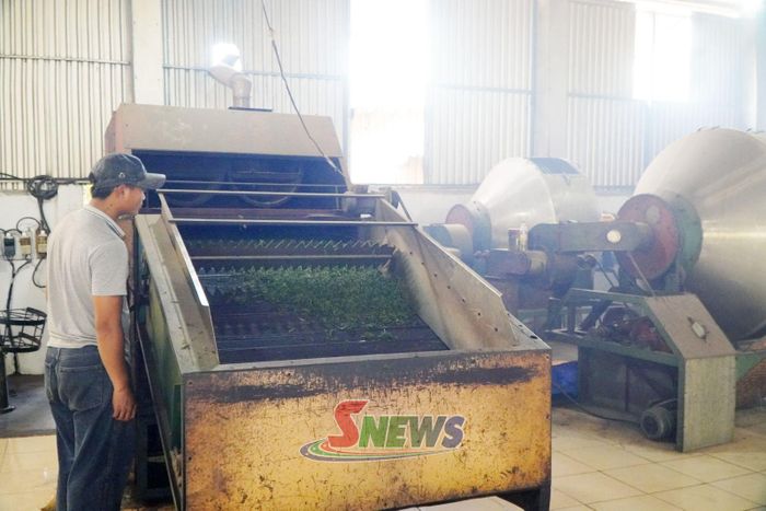 Công nhân xưởng chế biến chè Phiêng Cằm vận hành dây chuyền sơ chế chè.