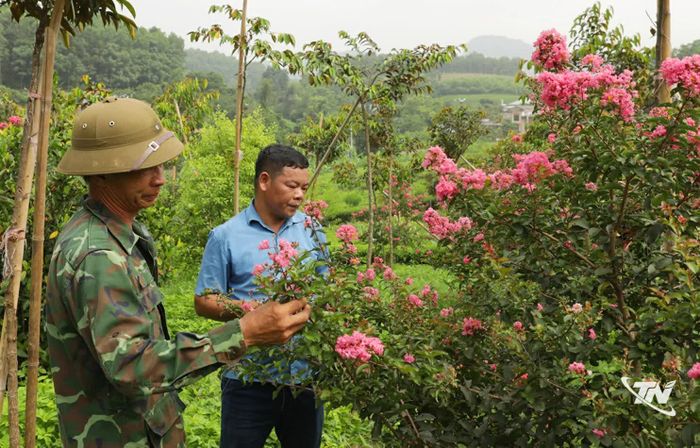 Trên các đồi chè, anh Trọng trồng nhiều loại hoa tạo cảnh quan đẹp, là nơi để du khách đến tham quan, trải nghiệm.