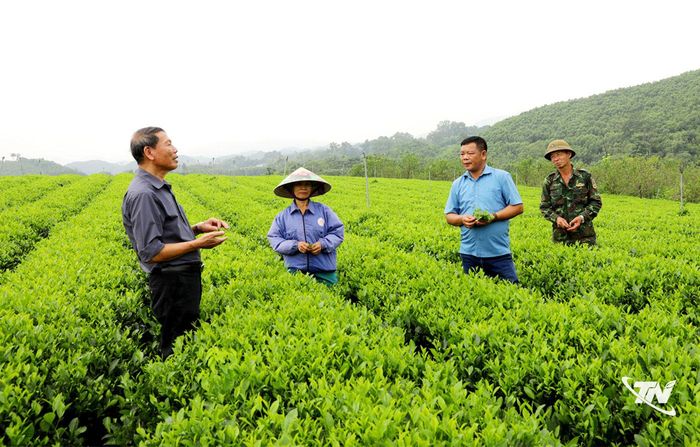 Anh Nguyễn Đức Trọng (người thứ hai từ phải sang), Trưởng Làng nghề chè xóm 19, xã Đồng Hỷ, trao đổi với các hộ dân về định hướng phát triển vùng chè gắn với du lịch cộng đồng.