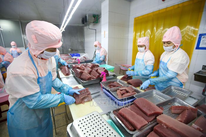 Các sản phẩm cá ngừ Việt Nam đã xuất khẩu sang hơn 100 thị trường, trong đó có thị trường EU. Ảnh: Đức Thanh