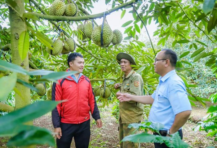 Người dân cần nâng cao cảnh giác trước việc mua bán sầu riêng.