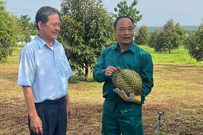 Phó tổng giám đốc Công ty ISANA (áo xanh bên phải) đến tận vườn để lôi kéo người dân bán vườn sầu riêng cho công ty.