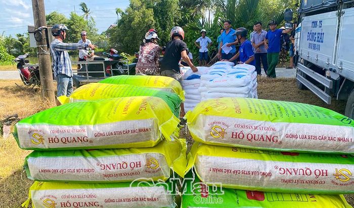 Nông dân thực hiện mô hình được hỗ trợ giống lúa ST25.