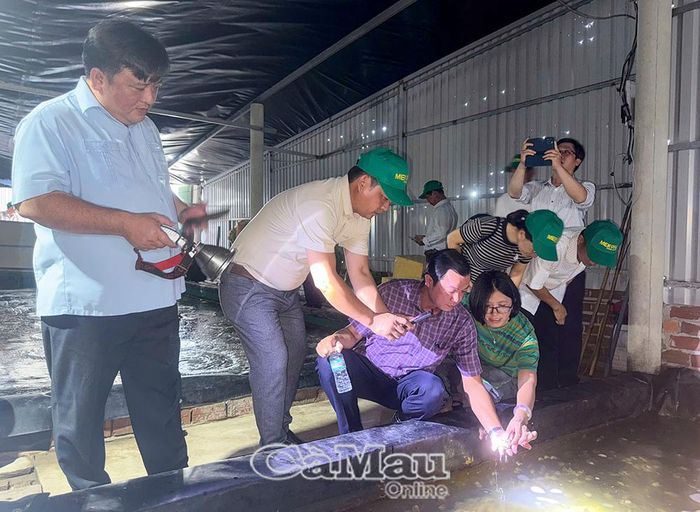 Đoàn công tác tham quan mô hình thí điểm nuôi ốc hương trải bạt của anh Huỳnh Trung Cường.
