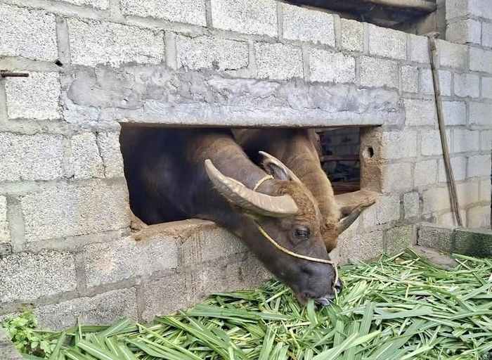 Gia đình chị Hoàng Thị Mến, xóm Hoà Chung, xã Phục Hoà phát triển chăn nuôi trâu sinh sản, góp phần tăng thêm nguồn thu cho gia đình.