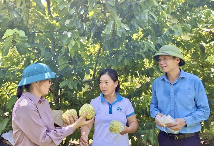 Vườn na của gia đình chị Hoàng Thị Mến (người đứng giữa ảnh) có 150 cây na Thái và 100 cây na dai, tại xóm Hoà Chung, xã Phục Hoà cho doanh thu khoảng 180 triệu đồng mỗi năm.