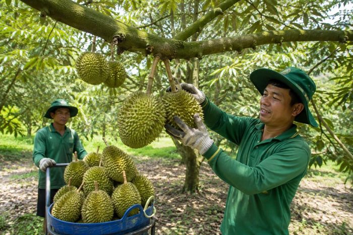  Cơ sở trồng trọt, chủ thể vùng trồng, cơ sở thu mua, vận chuyển, bảo quản, đóng gói và doanh nghiệp xuất khẩu có trách nhiệm thiết lập, duy trì hồ sơ truy xuất nguồn gốc. Ảnh: Minh họa 