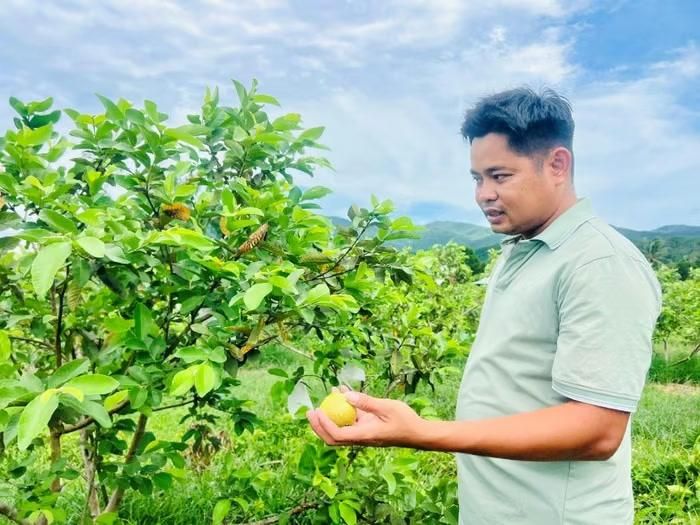 Mô hình trồng ổi lê Đài Loan.