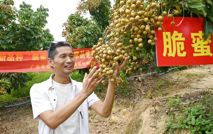 Giáo sư Liu Chengming cho biết những đặc tính trên có thể giúp mở rộng phạm vi địa lý của vùng trồng nhãn tại Trung Quốc