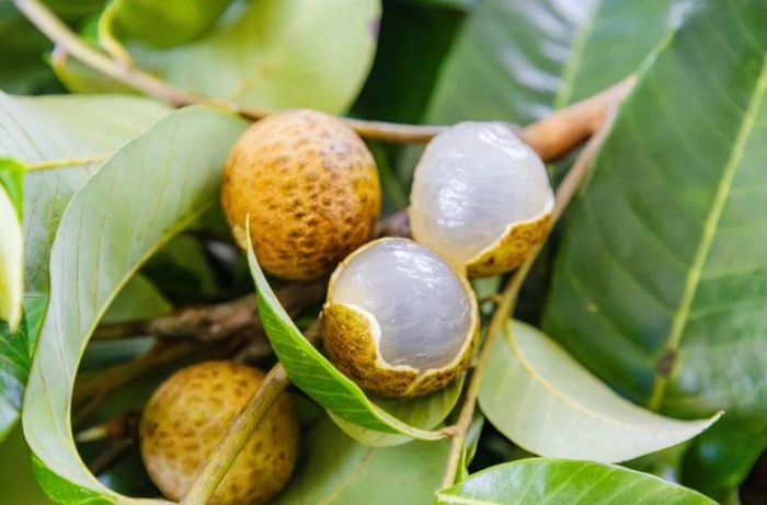 Giống mới cũng thừa hưởng một số đặc điểm của vải, trong đó có lớp vỏ với bề mặt sần và nứt đặc trưng