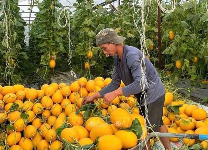 Nông dân thu hoạch vườn dưa lưới. Ảnh tư liệu (minh họa): Văn Dũng/TTXVN.