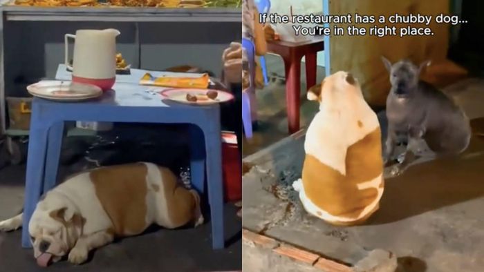 Nhiều du khách nhận định đồ ăn ngon mới nuôi được những chú chó béo đáng yêu như vậy.