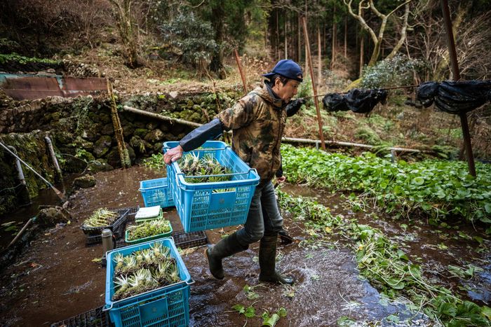 Wasabi được trồng tại vùng suối, chăm sóc và thu hoạch đều khó khăn. (Ảnh: NYP)