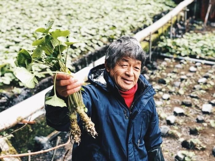 Wasabi khó nhân giống, thu hoạch hoàn toàn thủ công tạo nên độ khan hiếm. (Ảnh: LSAsia)