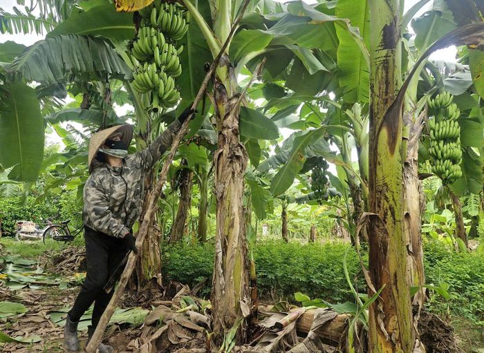 Xã Phú Xuyên hiện có khoảng 110,5ha chuối, dự kiến năm nay sản lượng đạt khoảng 4.132 tấn. Ảnh: PV